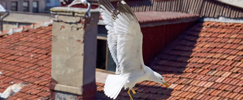 Residential Chimney Animal Removal Solution in Dunwoody, GA